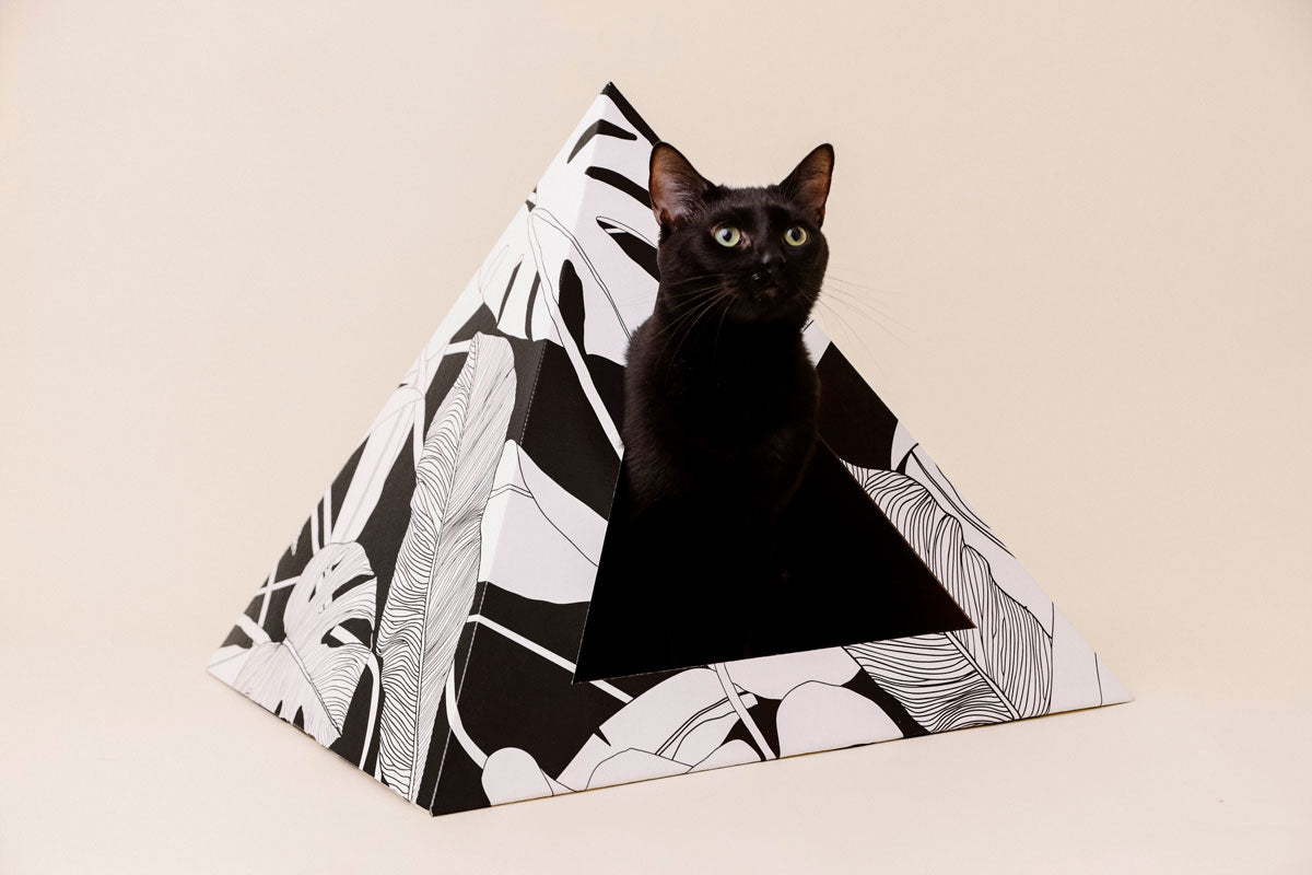Cardboard Cat House | Dark Paradise