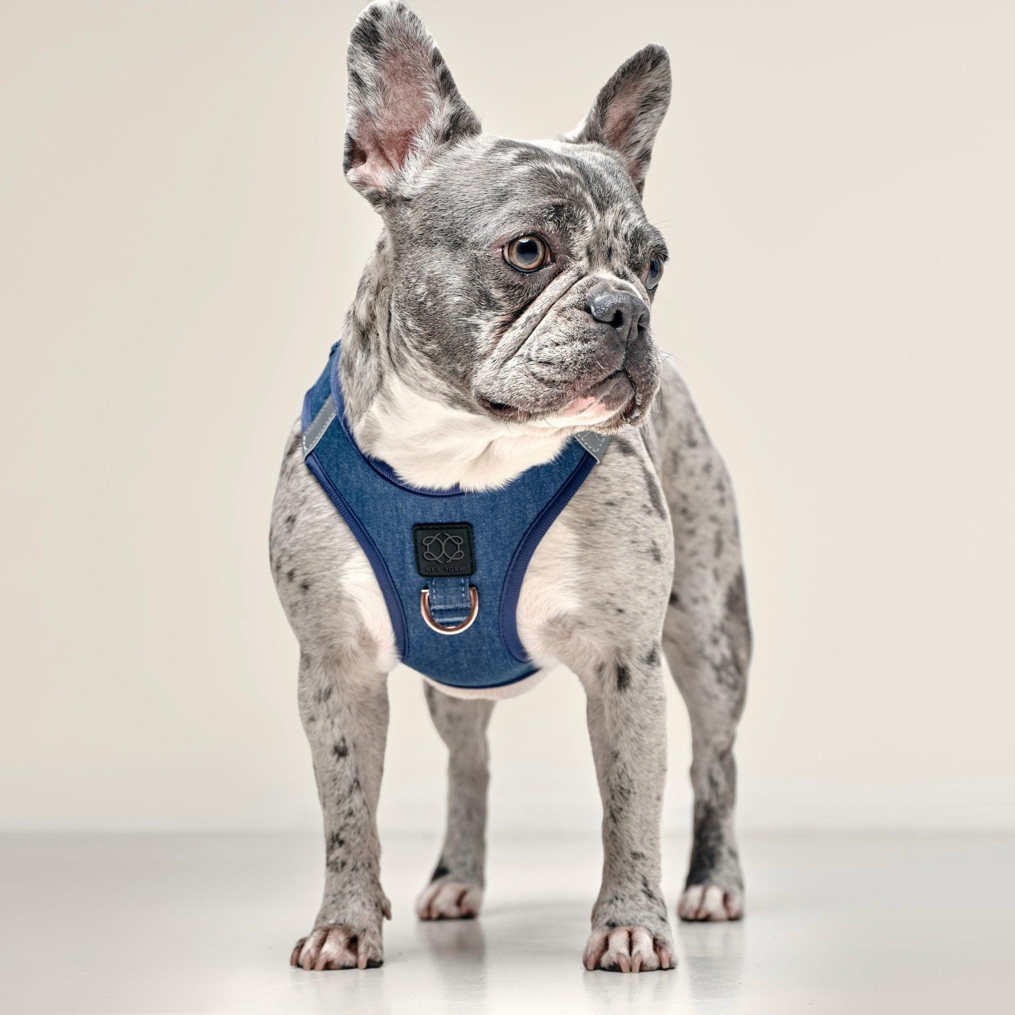 SoHo Step-In Dog Harness | Perfect for Teacup to Medium Pups
